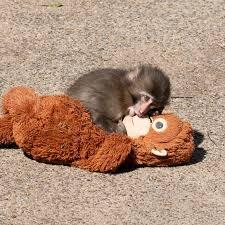 Punch cuddles with his adorable orangutan plush, which serves as a surrogate mother and a companion. This toy, from the chain store IKEA, has been sold out at almost all of its US stores after Punch’s fame soared. PHOTO COURTESY OF DAIEI ONOGUCHI VIA WIKIMEDIA COMMONS
